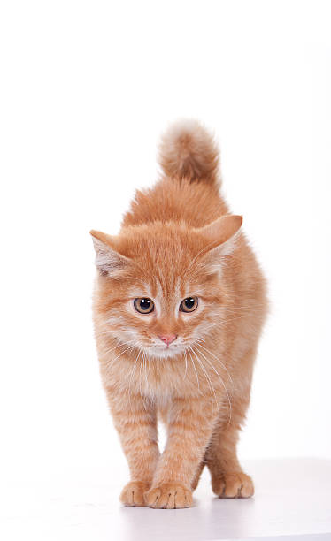 small kitten on white background stock photo