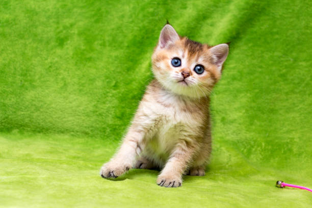 A small kitten with tassels on the ears sits on a green background stock photo