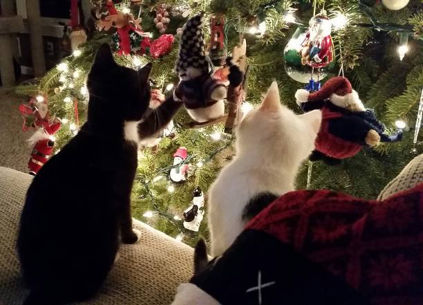2 Small Kittens Looking With Curiosity at a Large, Lit Christmas Tree stock photo