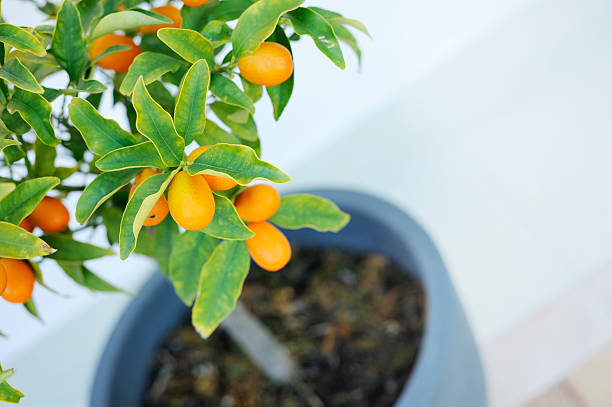 Small Kumquat Tree in Fruit on Patio Angled shot of a small kumquat tree in a pot on a garden terrace. kumquat stock pictures, royalty-free photos & images