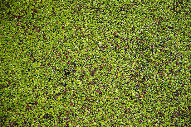 small leaves on the surface of the water stock photo