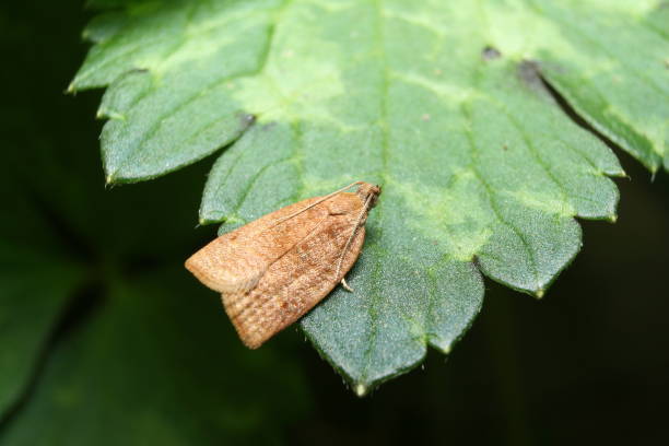 Small, light brown Moth on the tip of Buttercup weed leaf stock photo