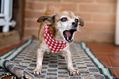 istock Small mixed breed dog barking at carpet 1207792054