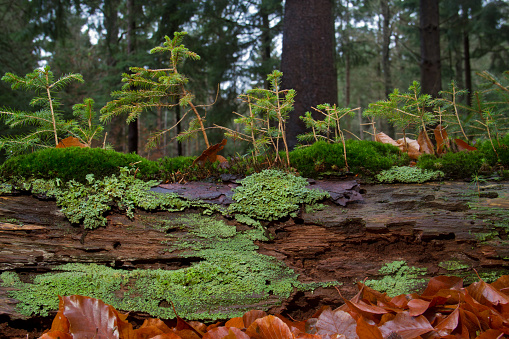 Small mushrooms and moss on dead fallen tree