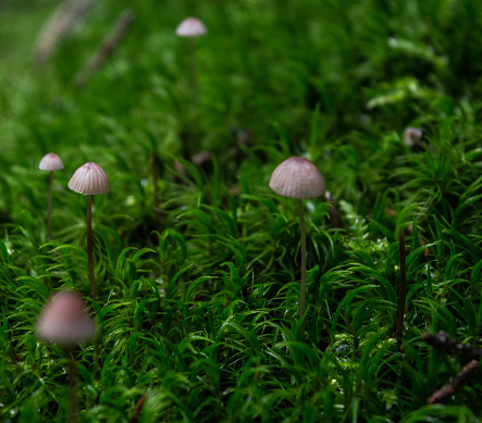 small mushrooms on forest floor in autumn background