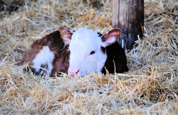 Small Newborn Baby Calf Resting in a Straw Bed stock photo