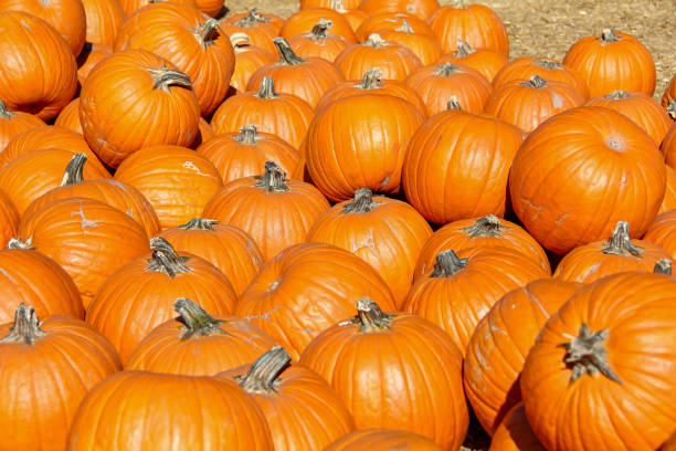 Small orange pumpkins for sale stock photo