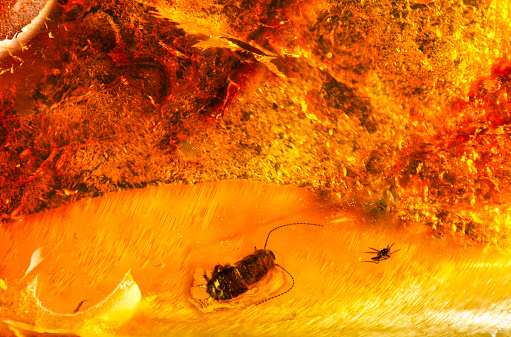 A small piece of Baltic amber with prehistoric insects inside. Inclusion in amber.Macro photogtaphy.