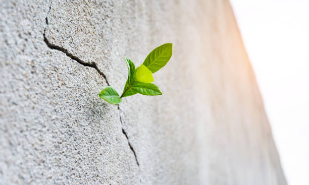 Small Green Plant Growing Through Concrete For New Life Stock Photos