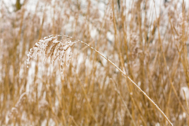 A small plant is covered with white snow. stock photo