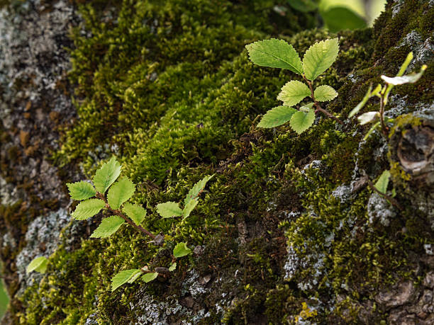 Small plants and moss on a rock stock photo
