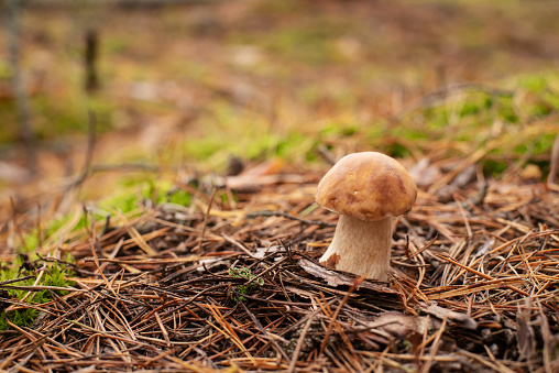Small porcini mushroom growing in forest