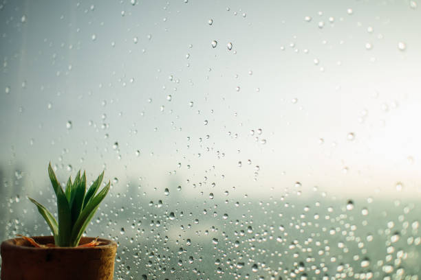 Small pot of Haworthia on the rainy windows. stock photo