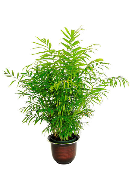Small Potted Bamboo Palm Isolated on White stock photo