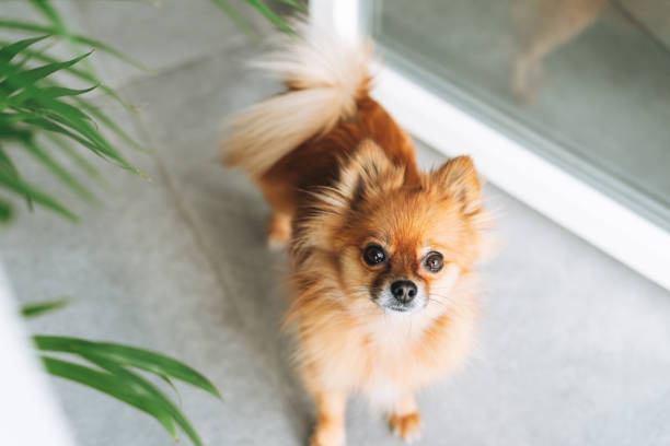 Small pretty red pomeranian dog looking at camera at the home stock photo