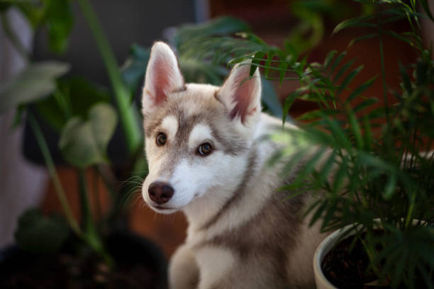 A small puppy among domestic plants stock photo