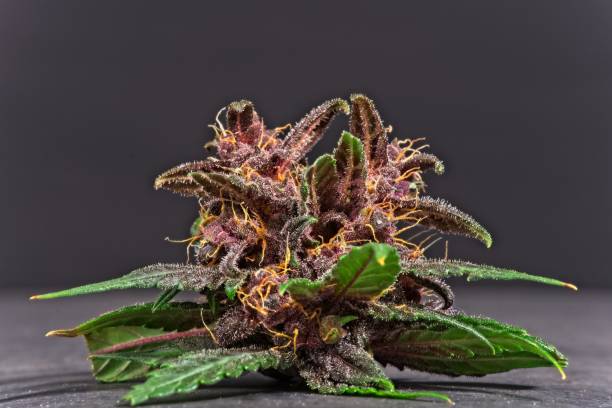 Small purple cannabis bud with  leaves. stock photo