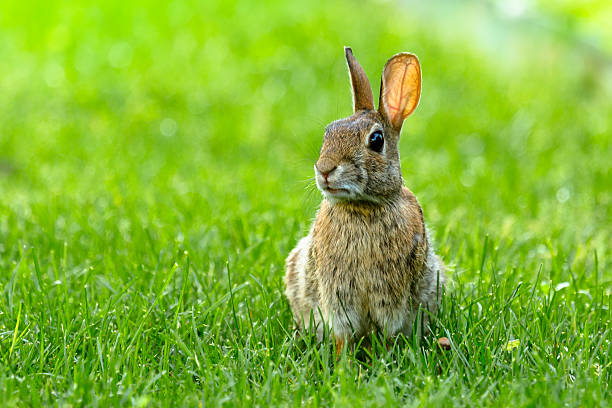 Small Rabbit stock photo