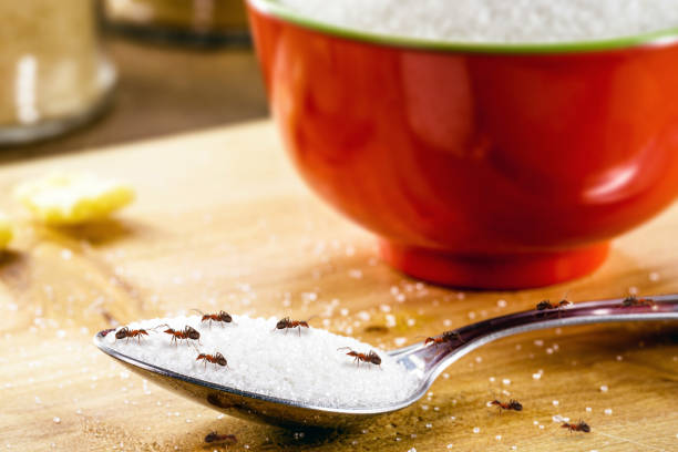 small red ants on a spoon with sugar, pest problems indoors stock photo