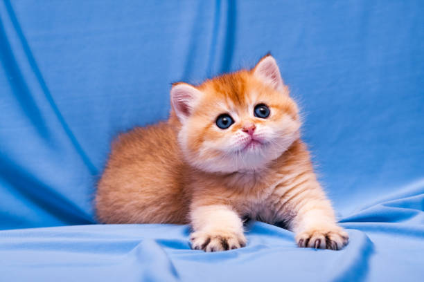 A small red-haired British kitten lies on a blue background stock photo