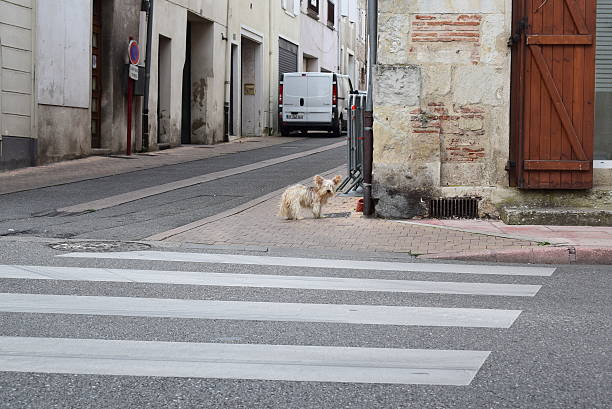 Small sandy coloured dog on street corner stock photo