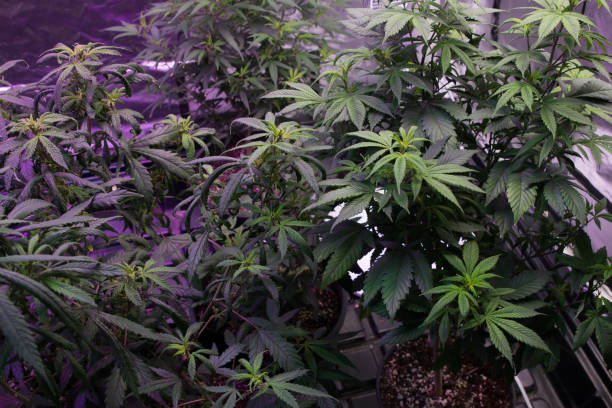 Small scale indoor marijuana grow stock photo