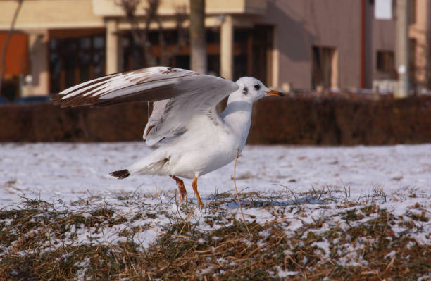 Small seagull with opened wings on the ground stock photo