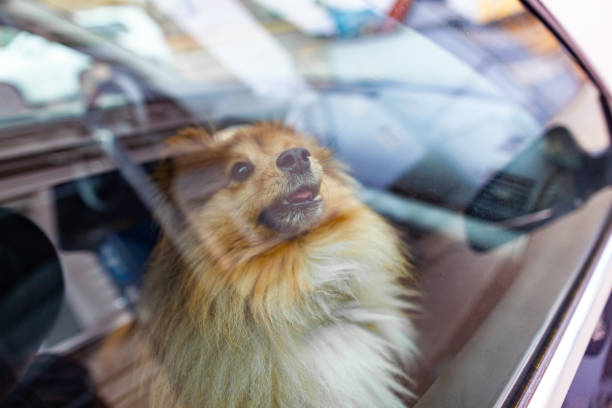 A small shetland sheepdog looks out the window of a car stock photo
