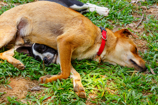 A Small Short Haired Brown Dog Laying On The Head Of A Small Black