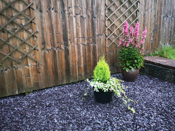 Small slate chippings as ground cover in a domestic garden landscape - UK stock photo