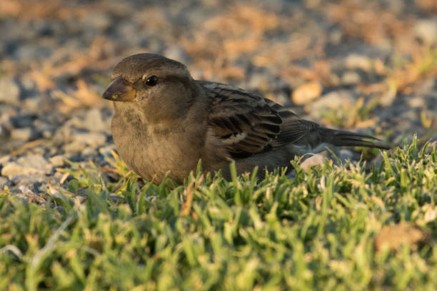 small sparrow feeding in grassland stock photo
