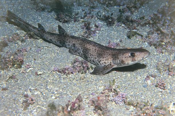 Small Spotted Catshark stock photo