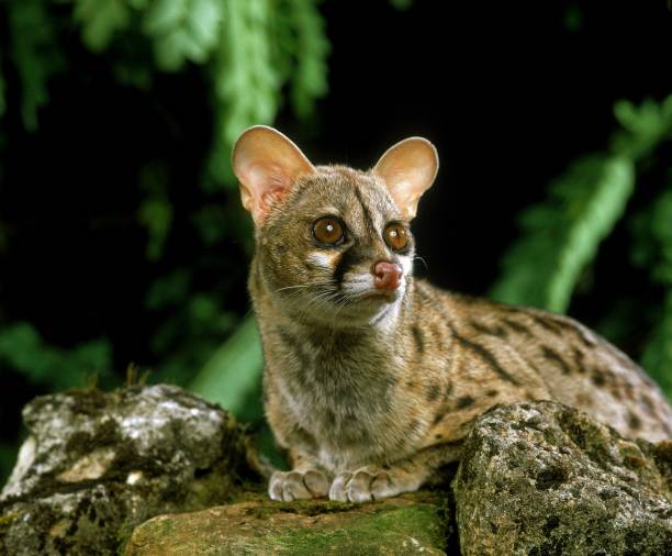 51 Small Spotted Genet Stock Photos, Pictures &amp; Royalty-Free Images - iStock