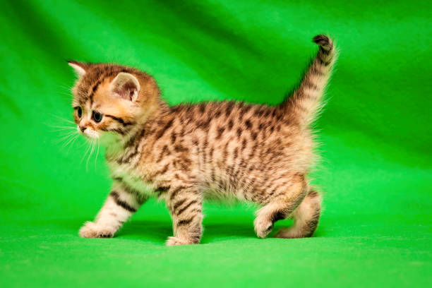 A small spotted golden British kitten stands sideways stock photo