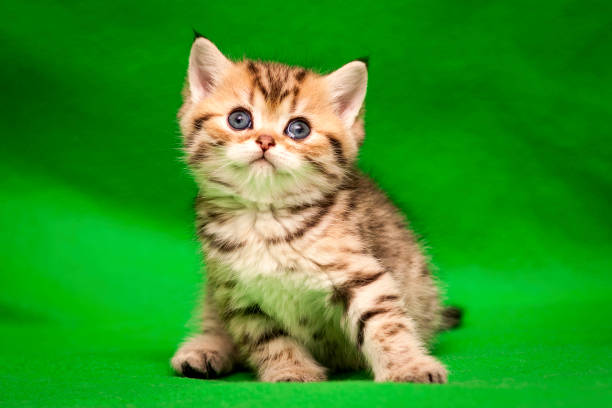A small spotted golden kitten of the British breed stock photo