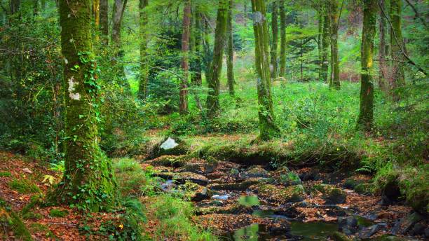 Small stream in a green deciduous forest stock photo
