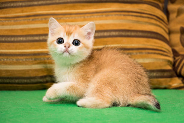 A small surprised British kitten is sitting on the couch stock photo