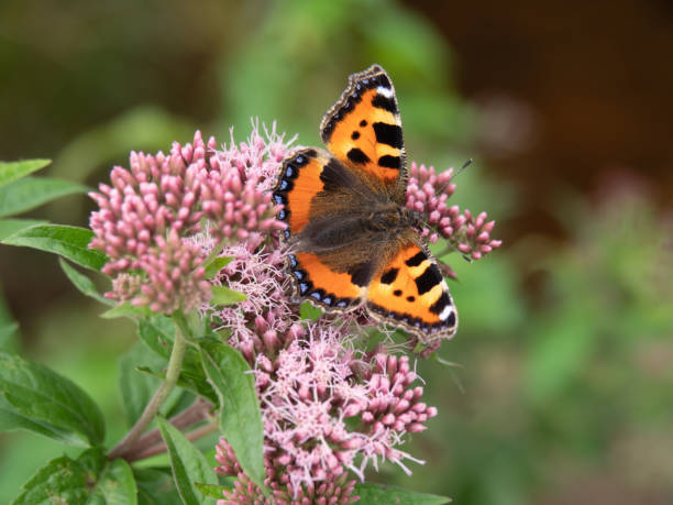 Small Tortoiseshell butterfly, Aglais urticae on Hemp-agrimony Eupatorium cannabinum. Small Tortoiseshell butterfly, Aglais urticae on Hemp-agrimony Eupatorium cannabinum. Devon, UK. small butterfly images stock pictures, royalty-free photos & images