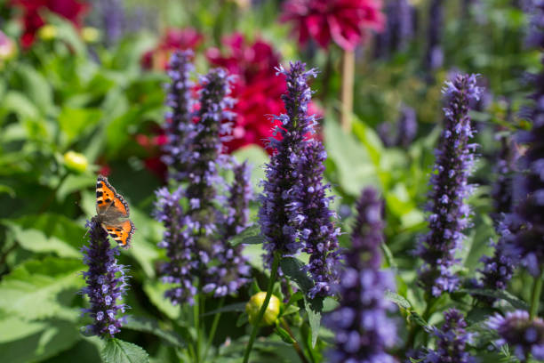 Small tortoiseshell butterfly in sunshine garden on an Agastache flower English garden in summer time with blooming flowers, bright colour and a butterfly on a Blue Fortune giant hyssop flower butterfly garden stock pictures, royalty-free photos & images