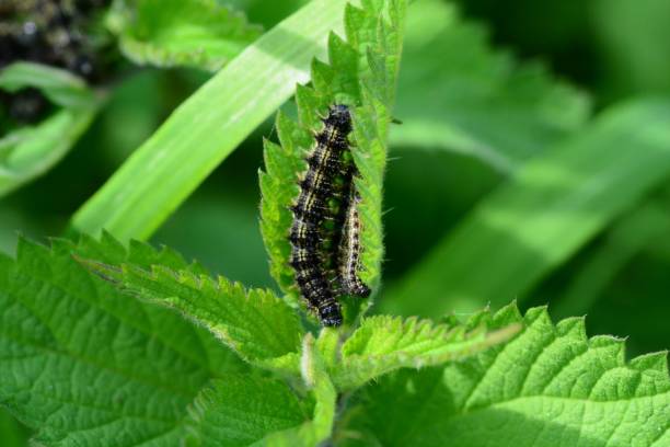 Small tortoiseshell caterpillar Aglais urticae odenwald stock pictures, royalty-free photos & images