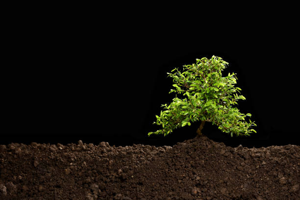 Small tree growing out from soil isolated on black background stock photo