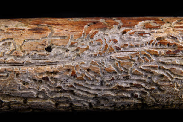 Small tunnels of bark beetles in the dry branch of a pine tree. Destroyed branch by forest pests. Dark background. Small tunnels of bark beetles in the dry branch of a pine tree. Destroyed branch by forest pests. Dark background. emerald ash borer stock pictures, royalty-free photos & images