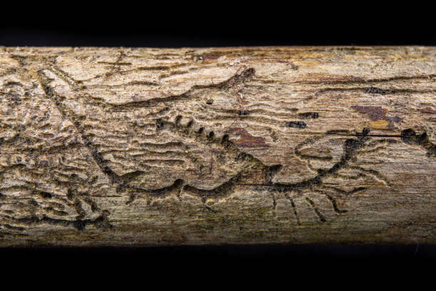 Small tunnels of bark beetles in the dry branch of a pine tree. Destroyed branch by forest pests. Dark background. Small tunnels of bark beetles in the dry branch of a pine tree. Destroyed branch by forest pests. Dark background. ash borer stock pictures, royalty-free photos & images