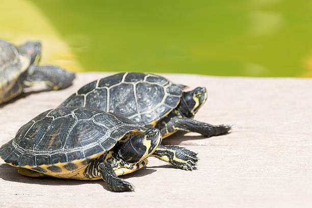Small turtles taking a sunbath stock photo