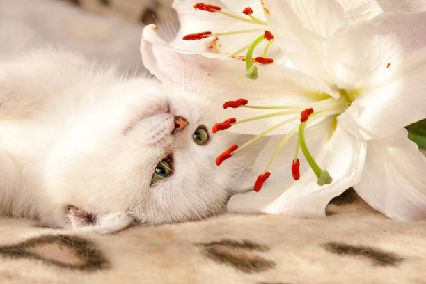 A small white British cat with green eyes lies upside down on the couch and sniffs a Lily flower stock photo
