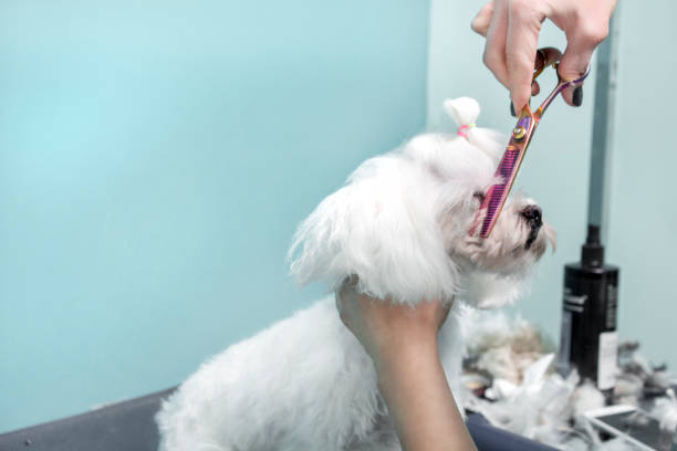 Small white dog at the hairdresser's Hairdresser's hands are holding scissors and cutting the fur on the chin of a small white Maltese dog. bristle animal part stock pictures, royalty-free photos & images