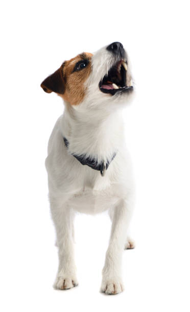 A small white dog barking stock photo