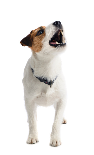 A Small White Dog Barking Stock Photo Download Image Now A Small White Dog Barking Stock Photo Download Image Now