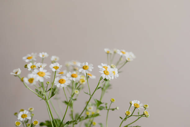Small white flowers stock photo