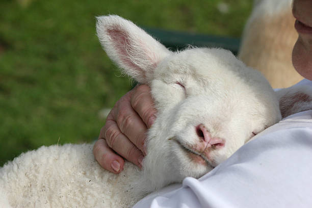 Small white lamb lay against a mans chest Pet lamb having a cuddle in the sun. Shallow depth of field More farm animals lamb animal stock pictures, royalty-free photos & images